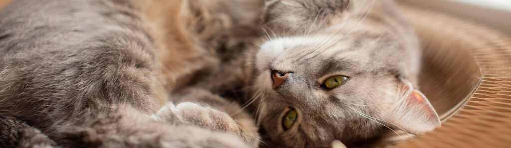 Scottish fold kittens