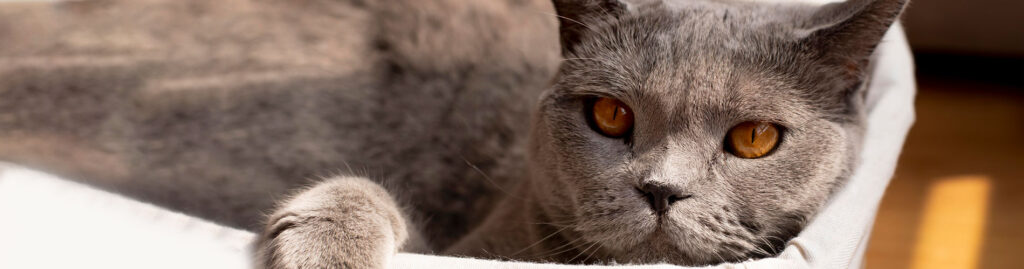scottish fold kittens
