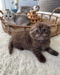 scottish fold kittens